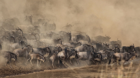Kenya Vacation Package | Gate 1 Travel | Promo code TZWESKMasai Mara National Reserve, Kenya | Photo by Shripal Daphtary, Unsplash